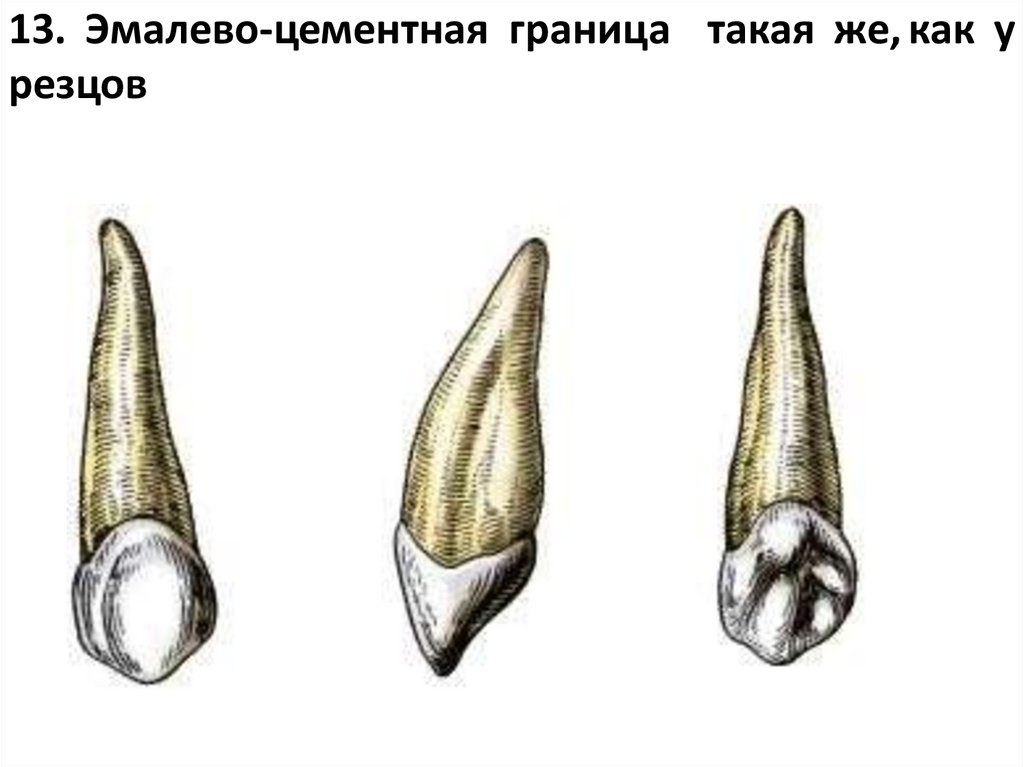 такая же, как у