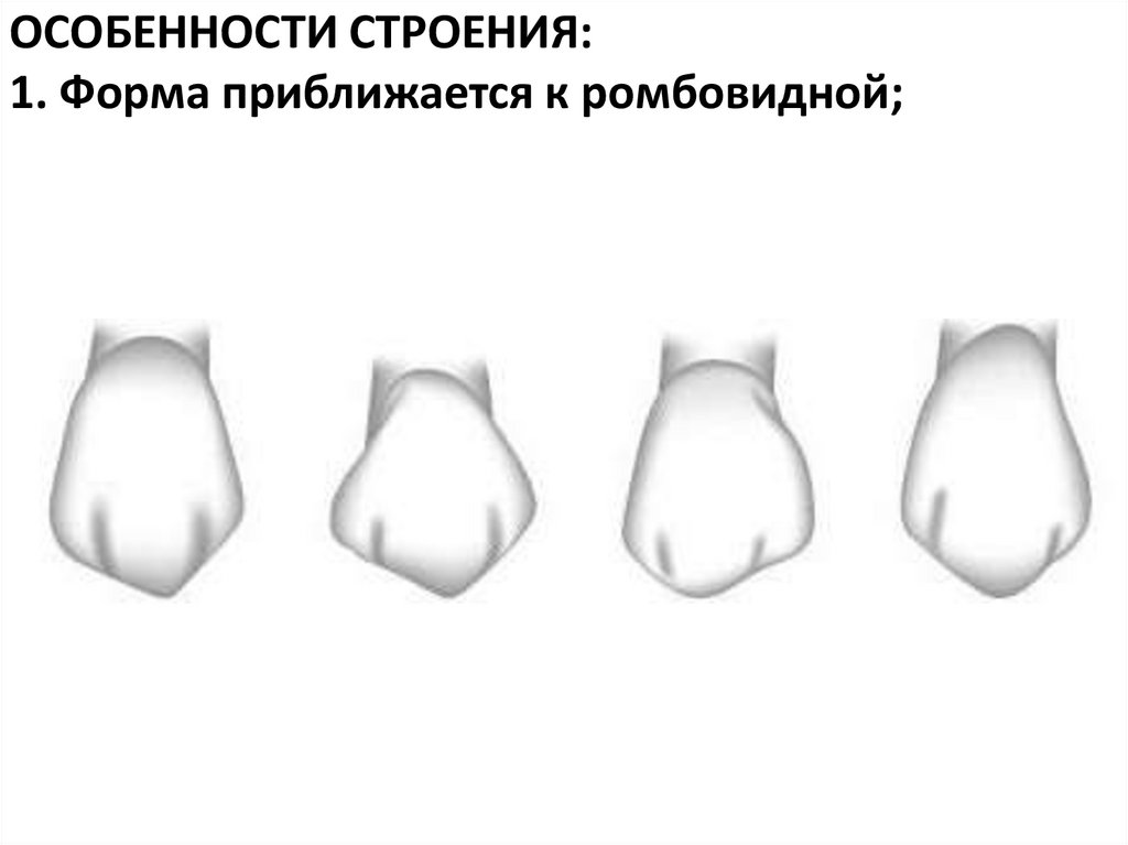 ОСОБЕННОСТИ СТРОЕНИЯ: