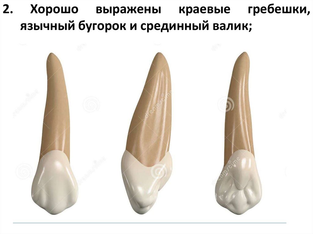 2. Хорошо выражены краевые гребешки, язычный бугорок и срединный валик;