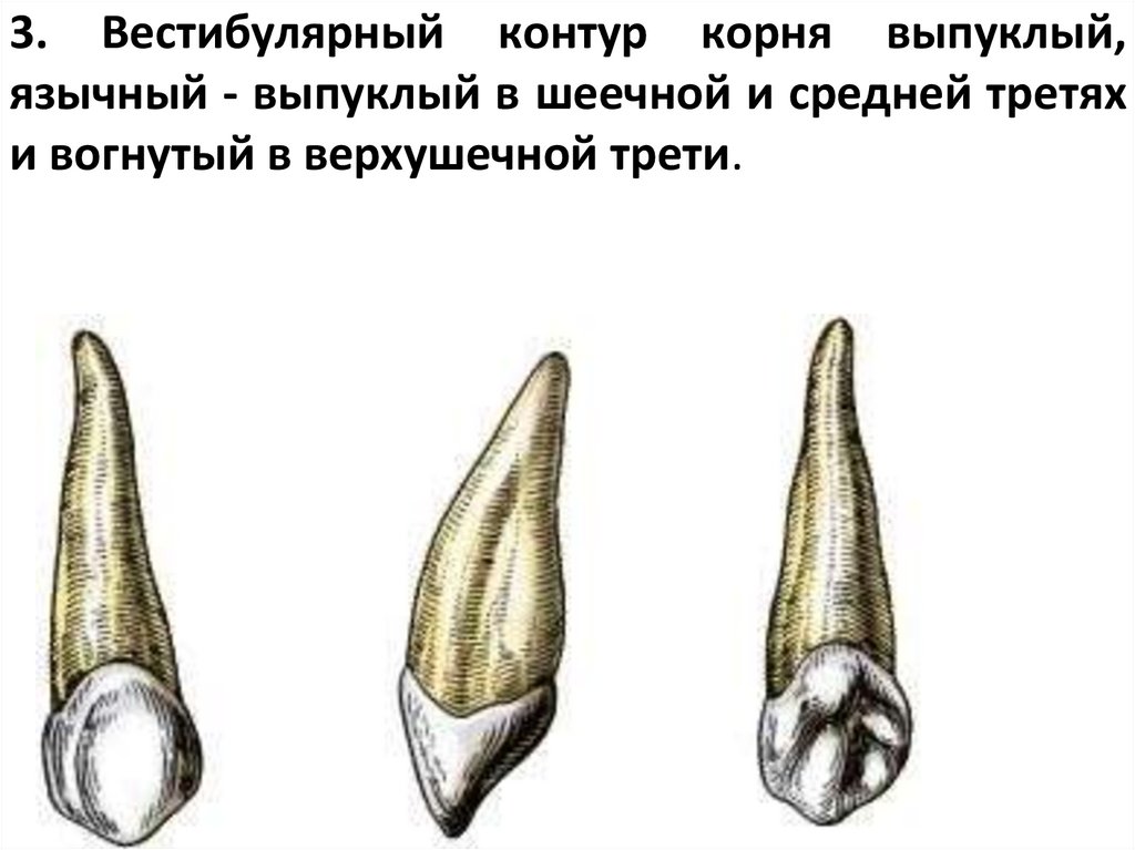 3. Вестибулярный контур корня выпуклый, язычный - выпуклый в шеечной и средней третях и вогнутый в верхушечной трети.