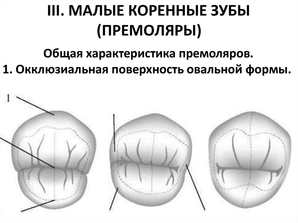 III. МАЛЫЕ КОРЕННЫЕ ЗУБЫ (ПРЕМОЛЯРЫ)
