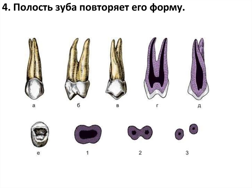 4. Полость зуба повторяет его форму.
