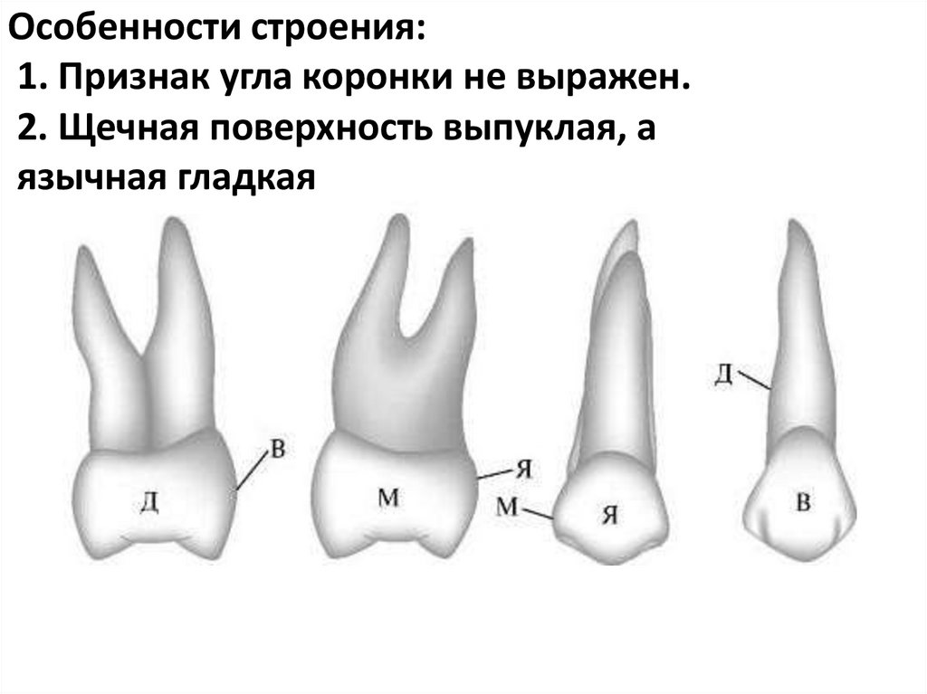 Особенности строения:
