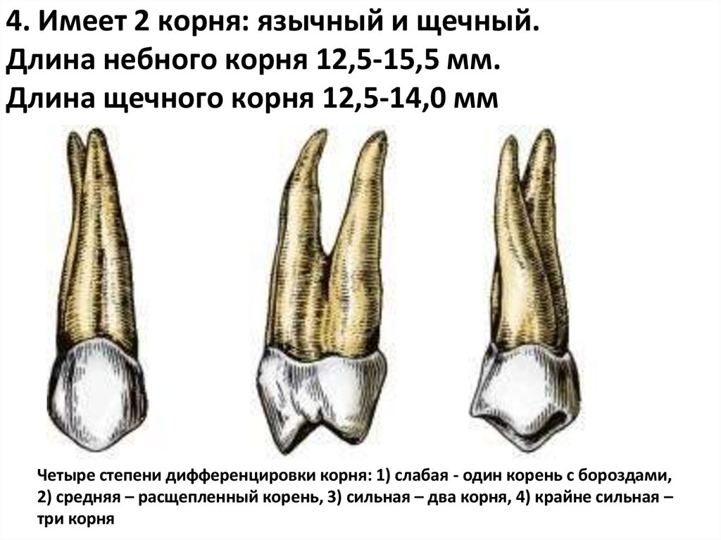 4. Имеет 2 корня: язычный и щечный. Длина небного корня 12,5-15,5 мм. Длина щечного корня 12,5-14,0 мм