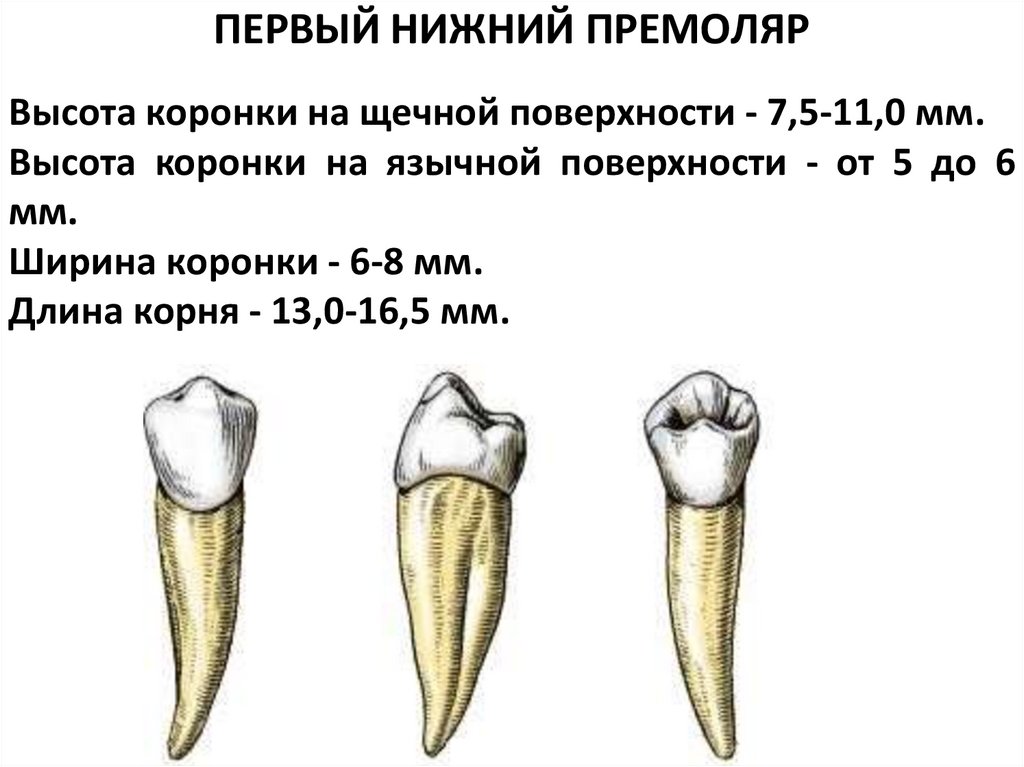 ПЕРВЫЙ НИЖНИЙ ПРЕМОЛЯР