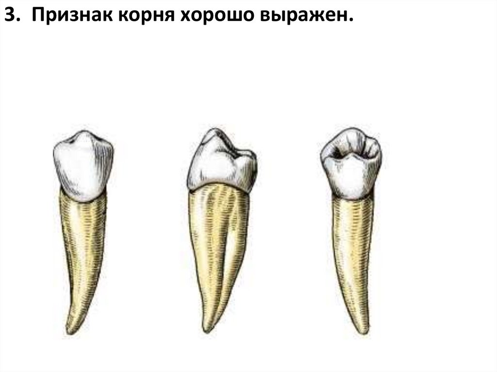 3. Признак корня хорошо выражен.
