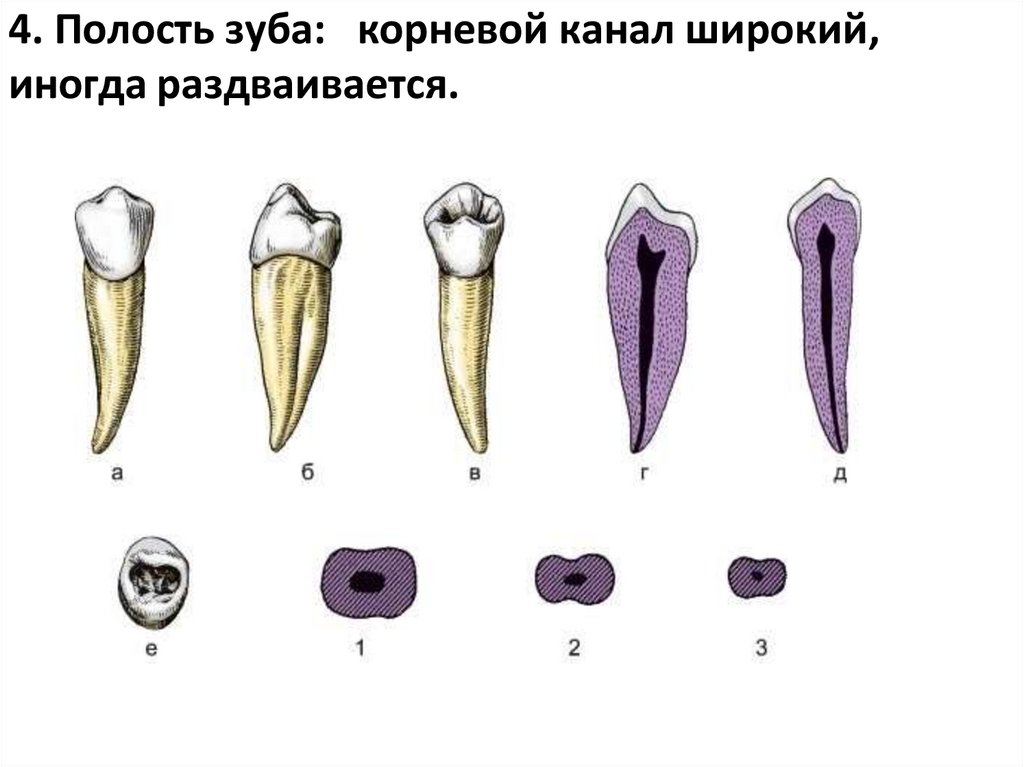 4. Полость зуба: корневой канал широкий, иногда раздваивается.