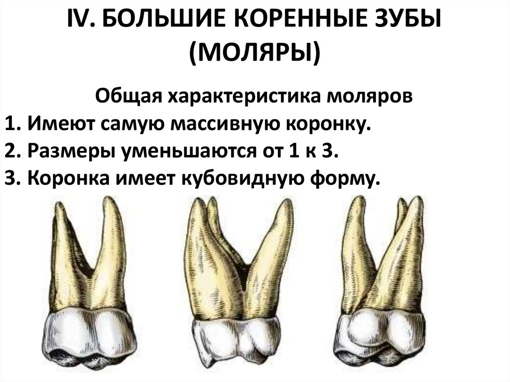 IV. БОЛЬШИЕ КОРЕННЫЕ ЗУБЫ (МОЛЯРЫ)