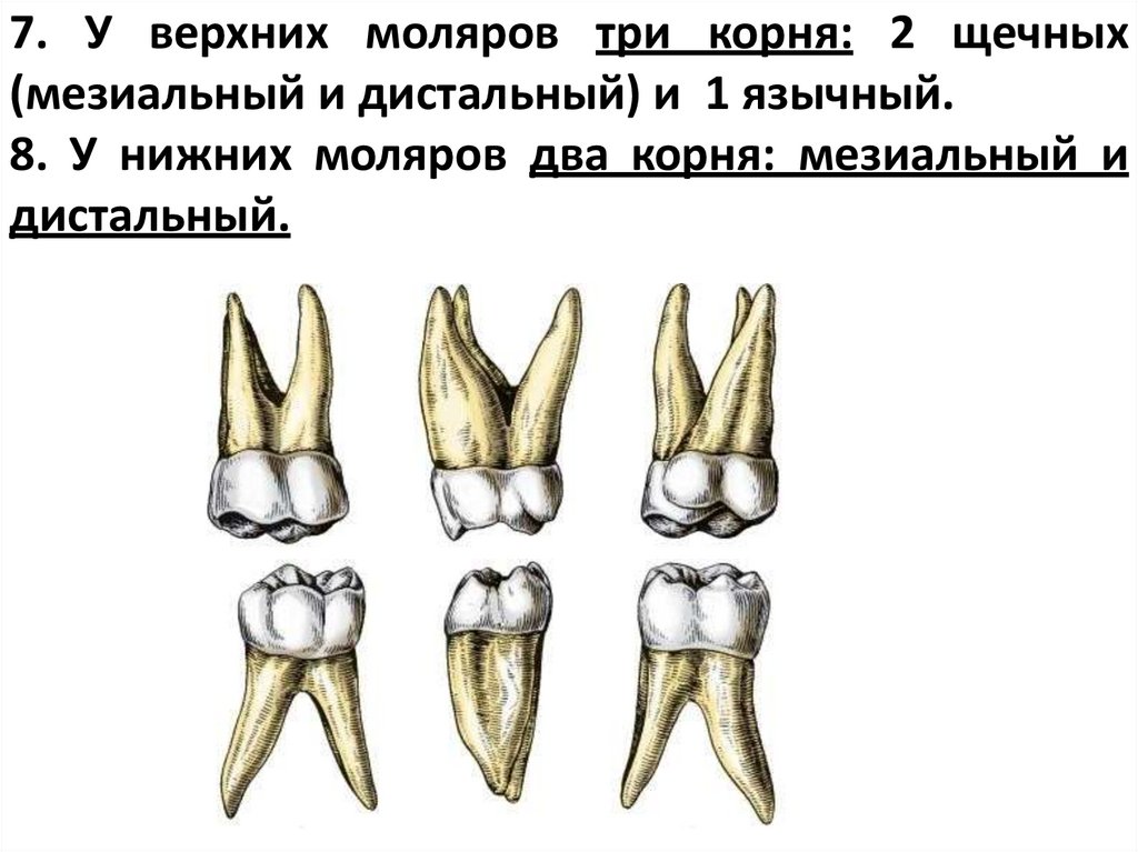 7. У верхних моляров три корня: 2 щечных (мезиальный и дистальный) и 1 язычный.