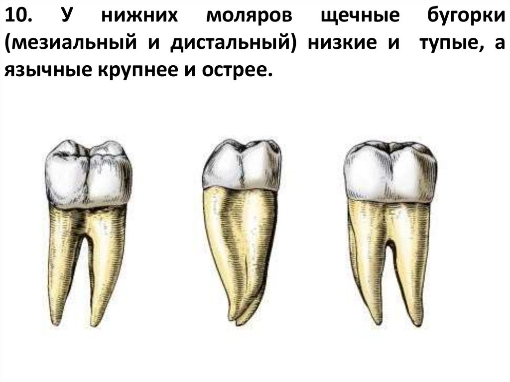 бугорки тупые, а