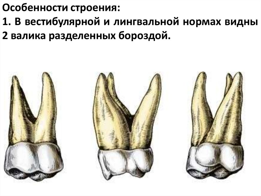 Особенности строения: