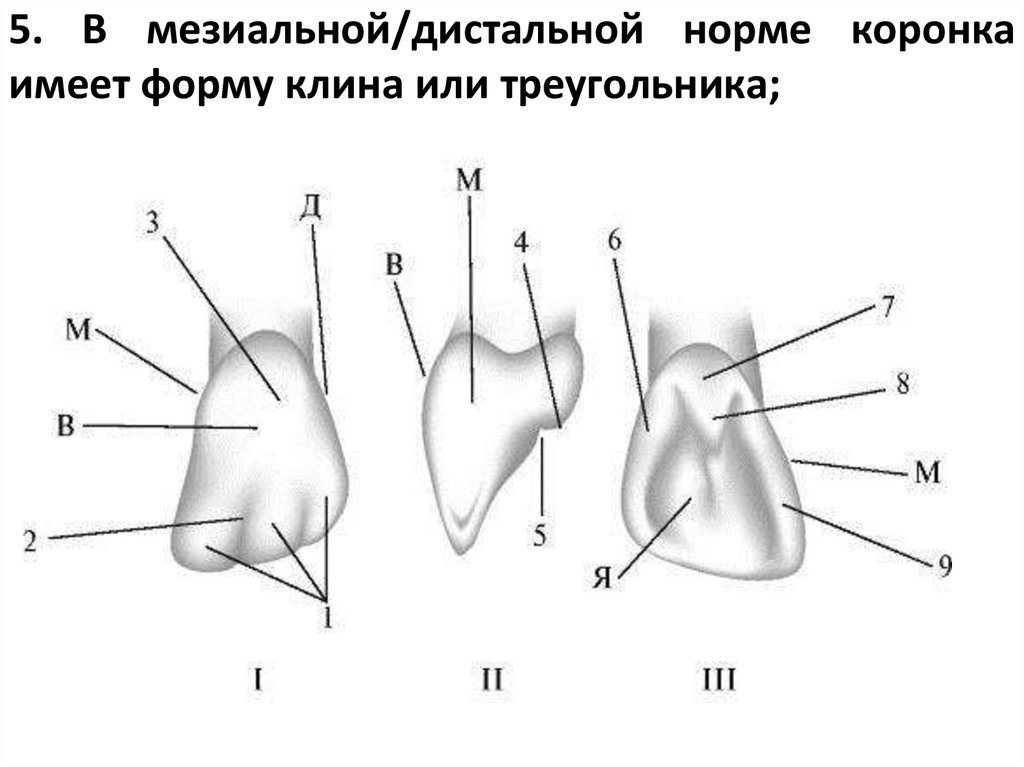 5. В мезиальной/дистальной норме коронка имеет форму клина или треугольника;