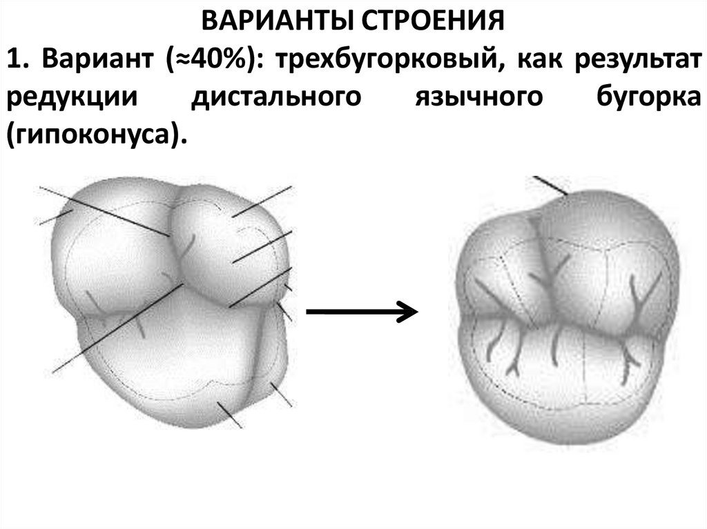 ВАРИАНТЫ СТРОЕНИЯ