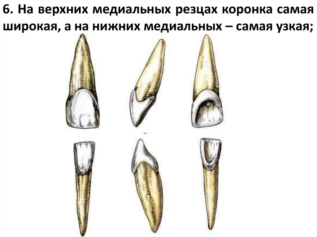 6. На верхних медиальных резцах коронка самая широкая, а на нижних медиальных – самая узкая;