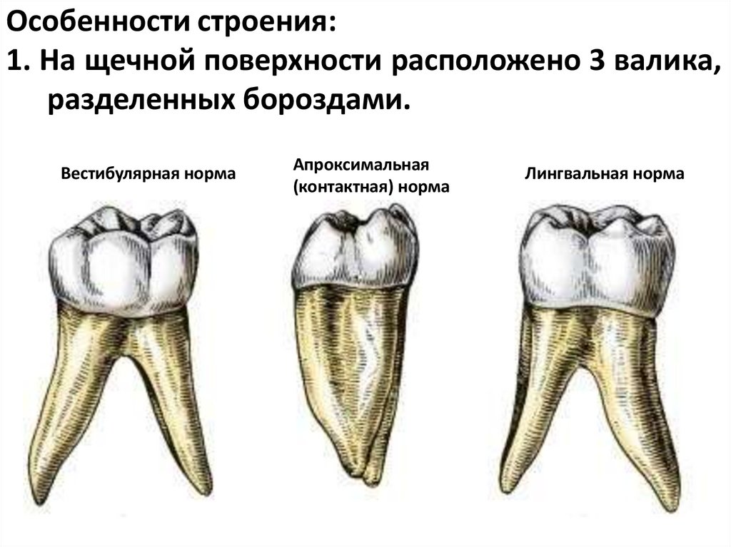 Особенности строения: