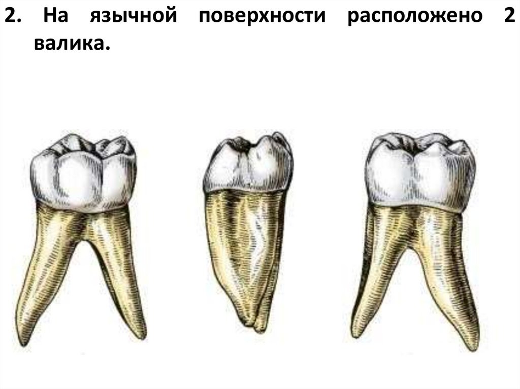 2. На язычной поверхности расположено 2 валика.