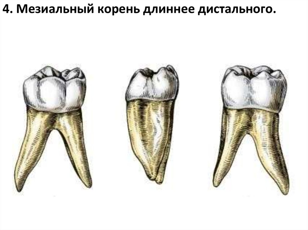 4. Мезиальный корень длиннее дистального.