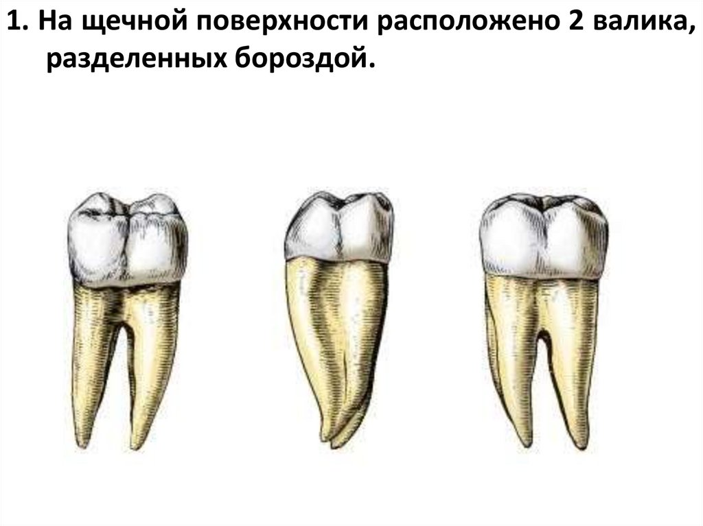 1. На щечной поверхности расположено 2 валика, разделенных бороздой.