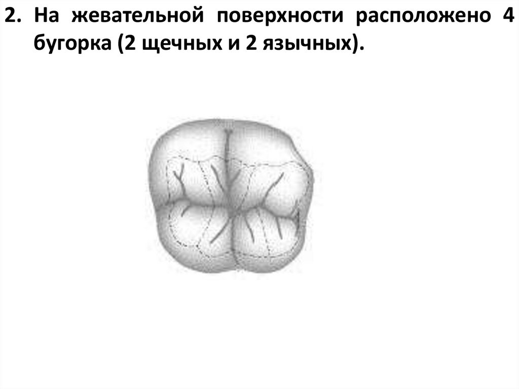 2. На жевательной поверхности расположено 4 бугорка (2 щечных и 2 язычных).