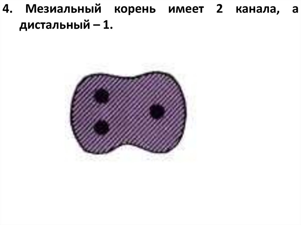 корень имеет 2 канала, а