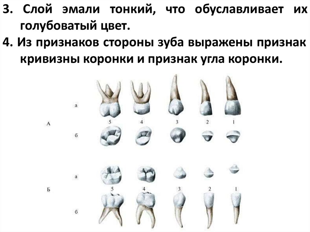 3. Слой эмали тонкий, что обуславливает их голубоватый цвет.
