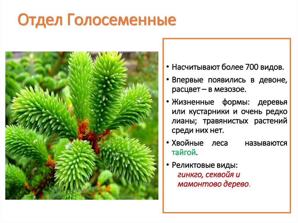 Отдел Голосеменные