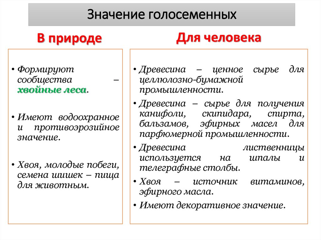 Значение голосеменных
