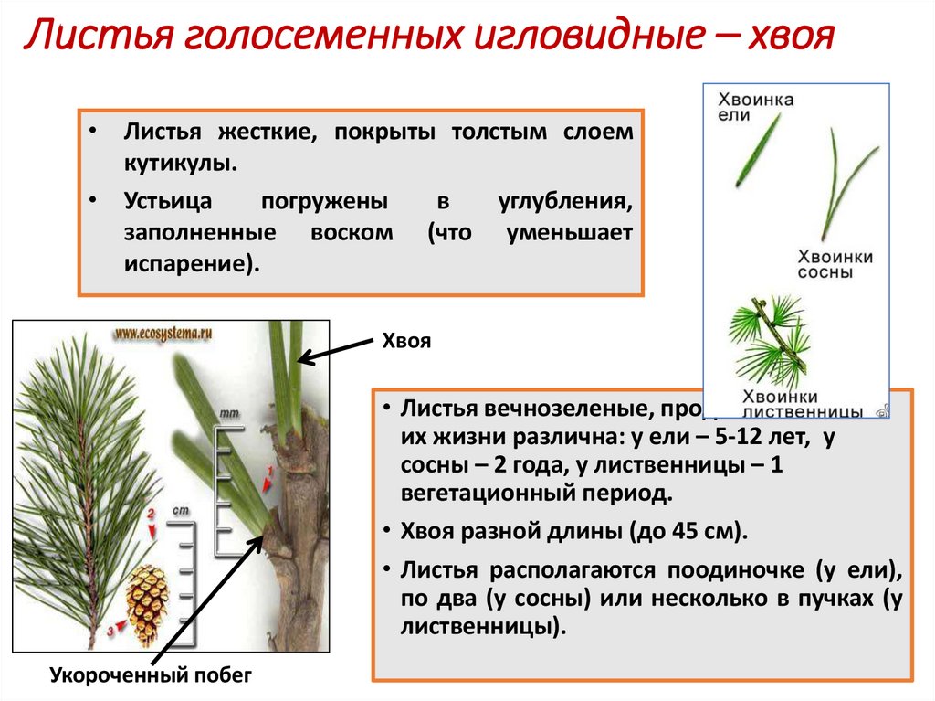 Листья голосеменных игловидные – хвоя