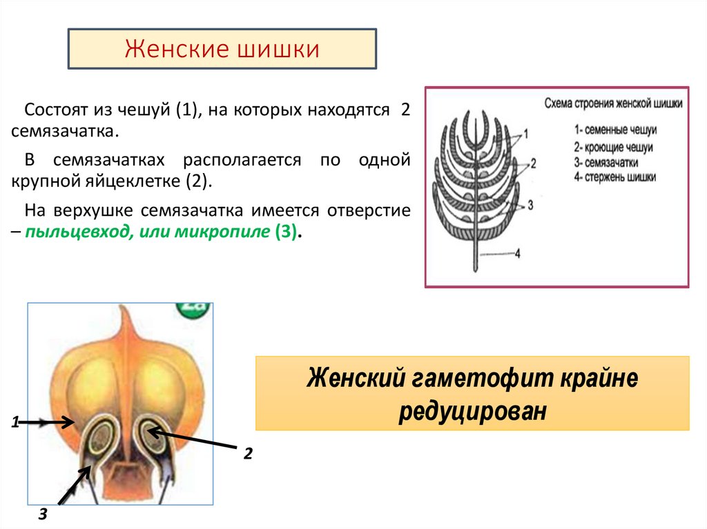 Женские шишки