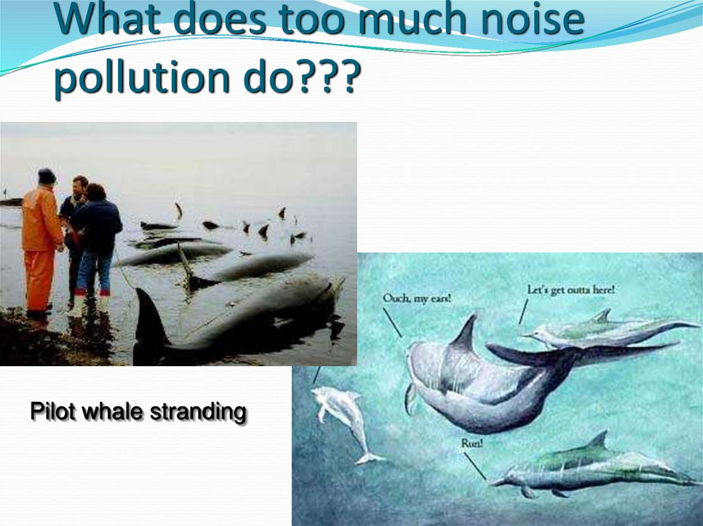 What does too much noise pollution do???