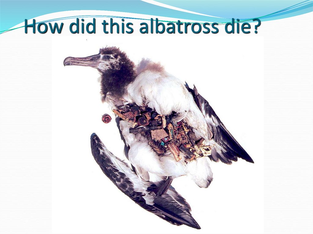 How did this albatross die?