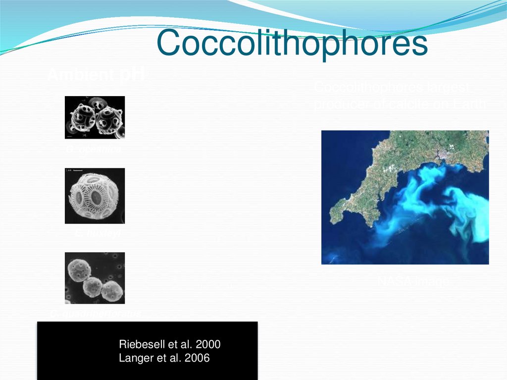 Coccolithophores