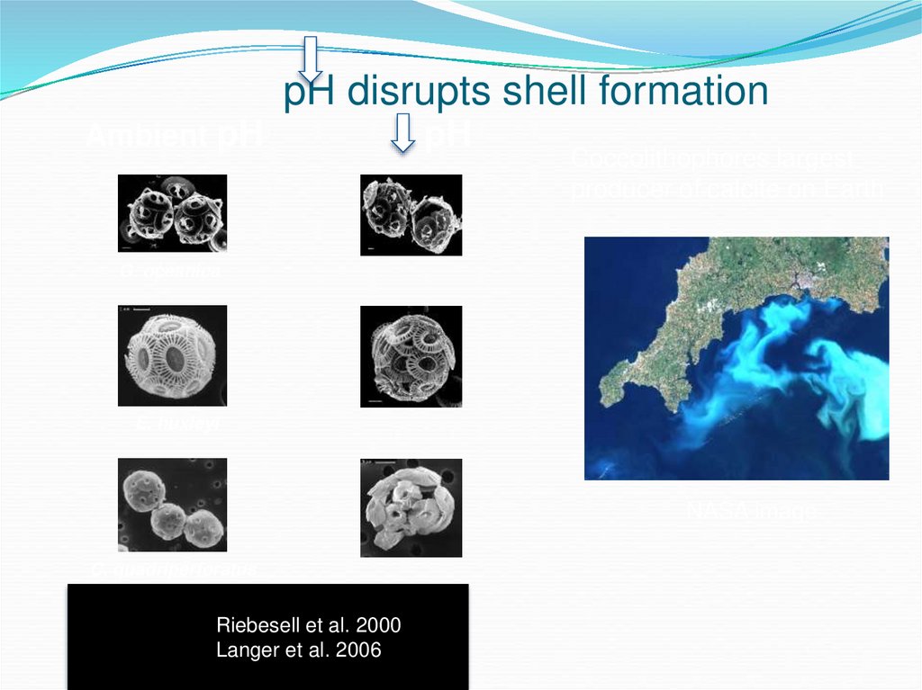 pH disrupts shell formation