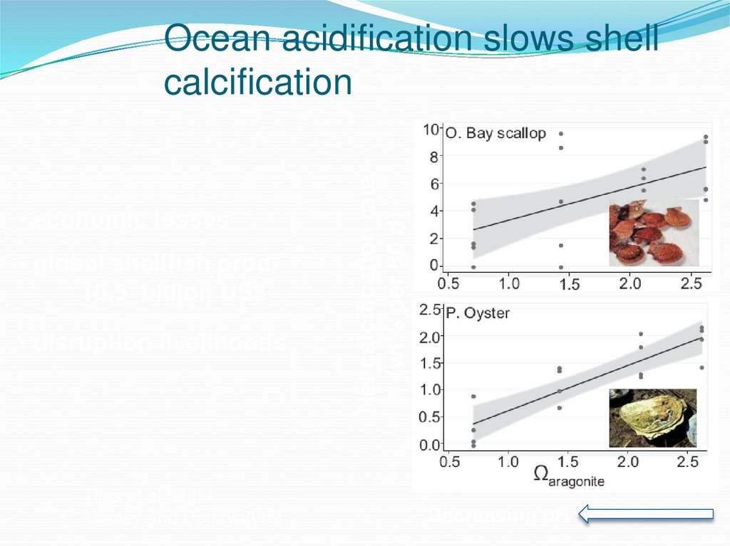 Ocean acidification slows shell calcification