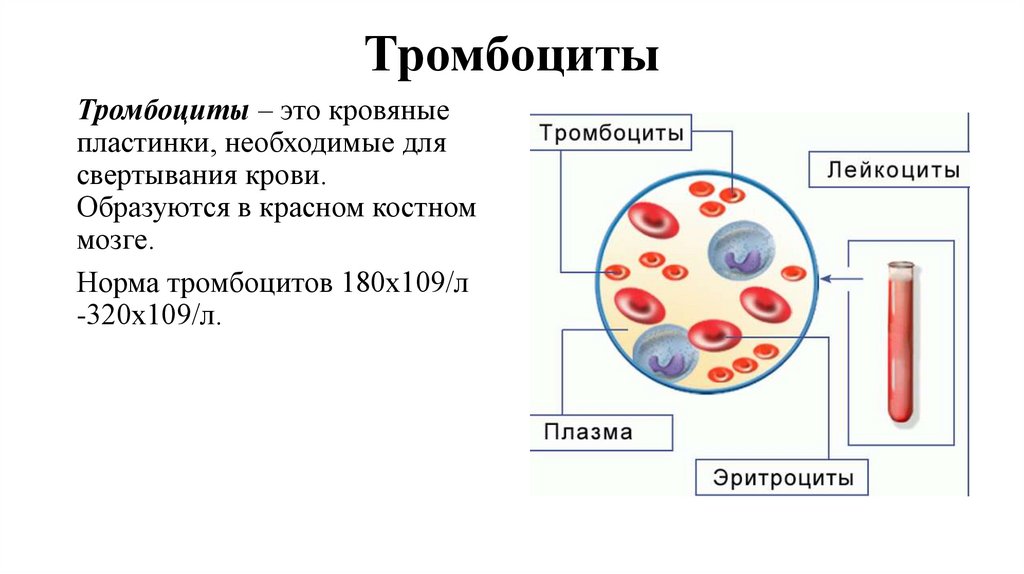 Тромбоциты