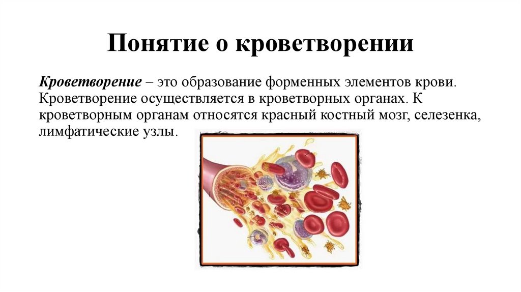 Понятие о кроветворении