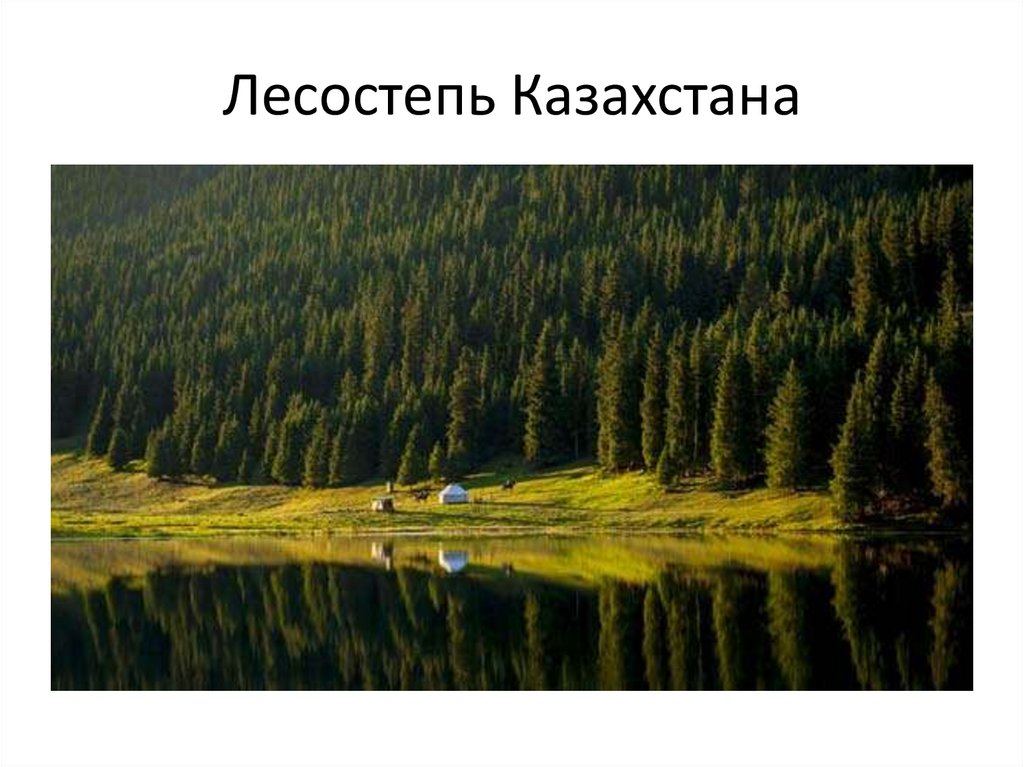 Лесостепь Казахстана