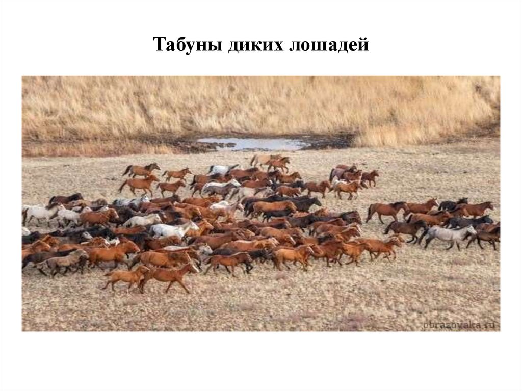 Табуны диких лошадей