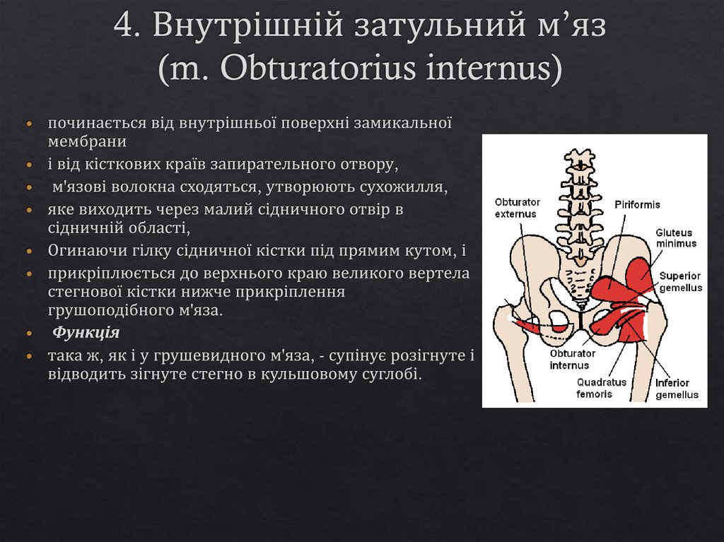 4. Внутрішній затульний м’яз (m. Obturatorius internus)