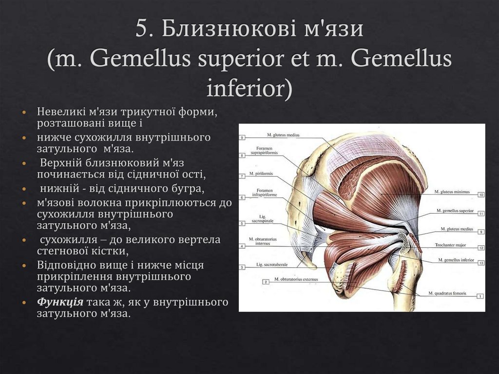 5. Близнюкові м'язи (m. Gemellus superior et m. Gemellus inferior)