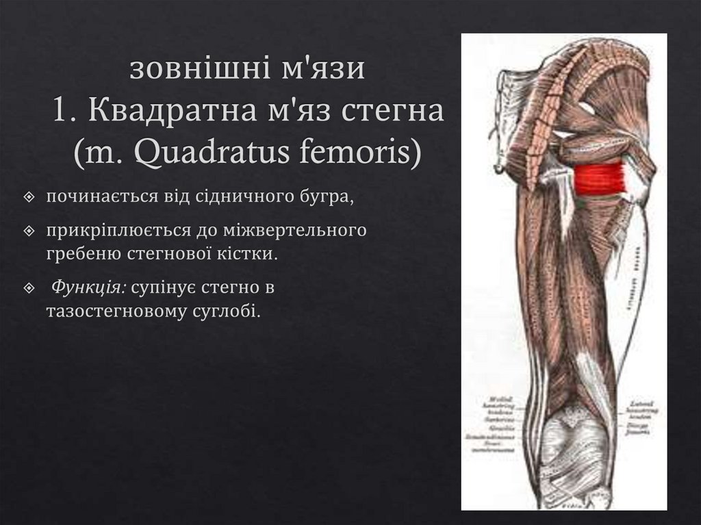 зовнішні м'язи 1. Квадратна м'яз стегна (m. Quadratus femoris)