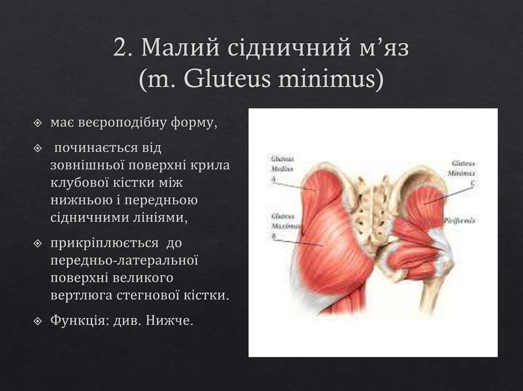 2. Малий сідничний м’яз (m. Gluteus minimus)