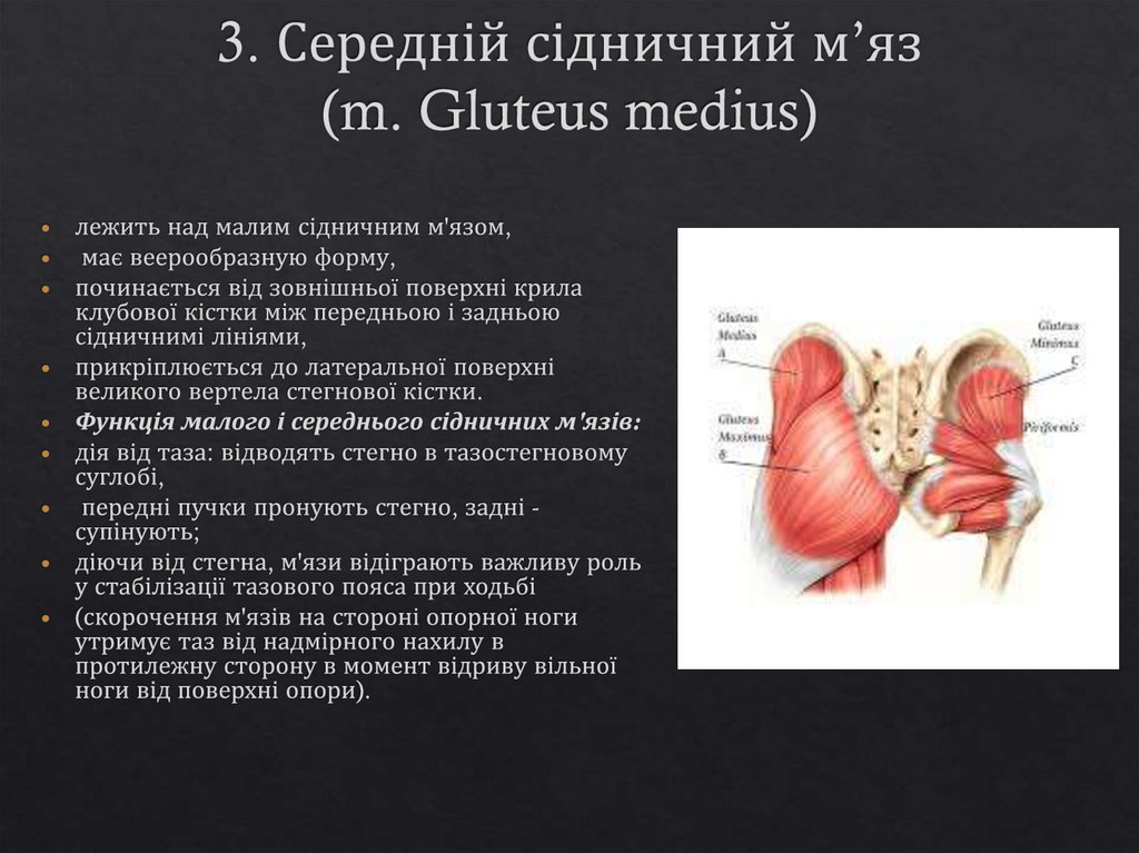 3. Середній сідничний м’яз (m. Gluteus medius)