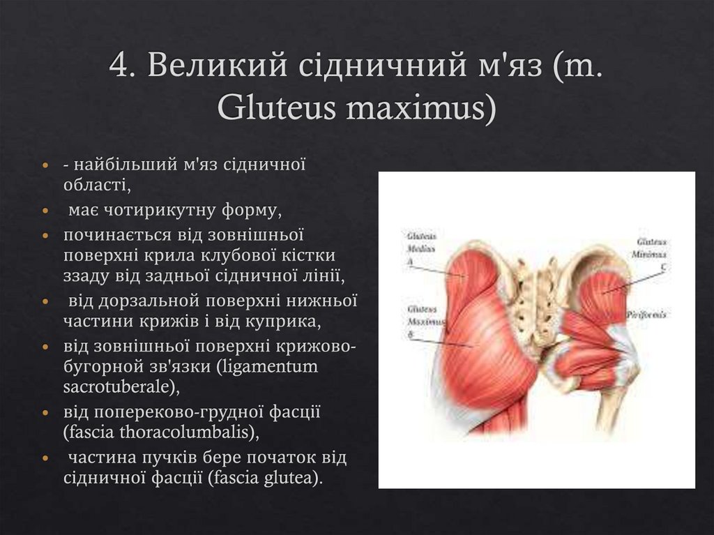 4. Великий сідничний м'яз (m. Gluteus maximus)