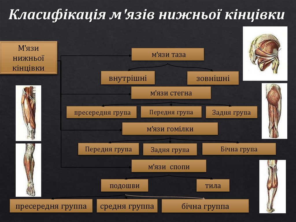Класифікація м'язів нижньої кінцівки