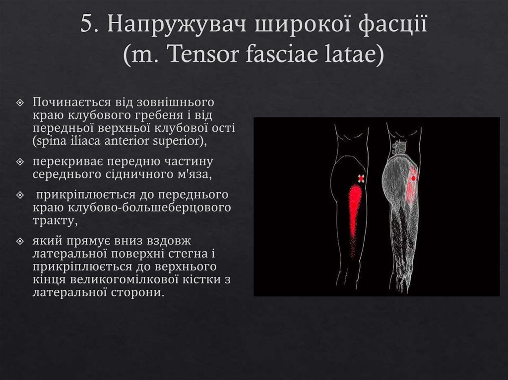 5. Напружувач широкої фасції (m. Tensor fasciae latae)