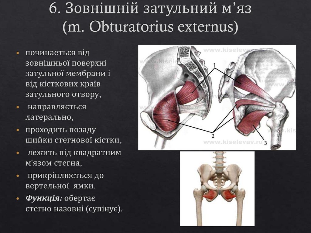 6. Зовнішній затульний м’яз (m. Obturatorius externus)