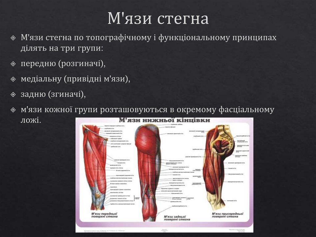 М'язи стегна