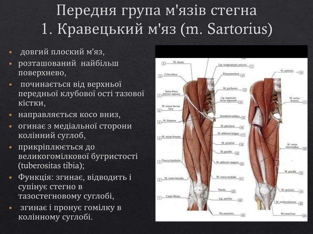 Передня група м'язів стегна 1. Кравецький м'яз (m. Sartorius)