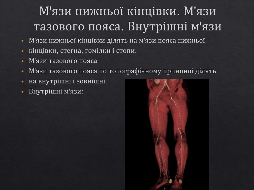 М'язи нижньої кінцівки. М'язи тазового пояса. Внутрішні м'язи